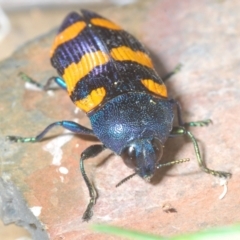 Castiarina klugii at Wee Jasper, NSW - 18 Jan 2023 12:00 AM