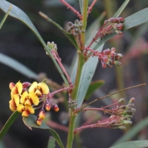 Daviesia corymbosa at Alpine, NSW - 6 Sep 2022