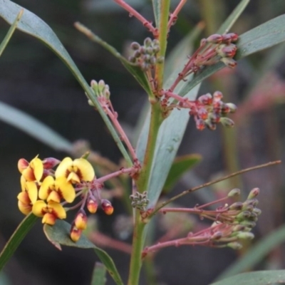 Daviesia corymbosa at Upper Nepean - 6 Sep 2022 by JanHartog