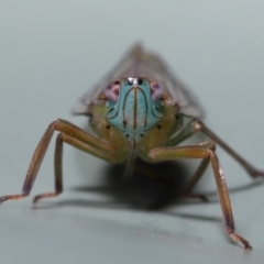 Unidentified True bug (Hemiptera, Heteroptera) at Wellington Point, QLD - 16 Jan 2023 by TimL