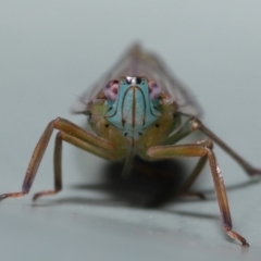 Unidentified True bug (Hemiptera, Heteroptera) (TBC) at Wellington Point, QLD - 16 Jan 2023 by TimL