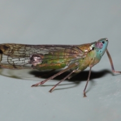 Magia subocellata at Wellington Point, QLD - suppressed