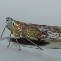 Magia subocellata at Wellington Point, QLD - suppressed