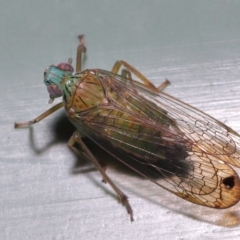 Magia subocellata at Wellington Point, QLD - suppressed