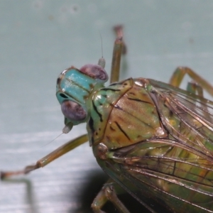 Magia subocellata at Wellington Point, QLD - suppressed