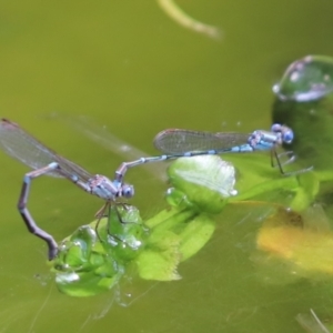 Austrolestes leda at Cook, ACT - 7 Nov 2021