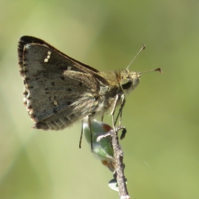 Pasma tasmanica (Two-spotted Grass-skipper) at Gibraltar Pines - 17 Jan 2023 by Christine