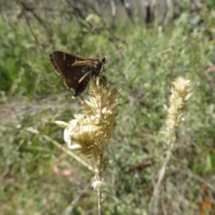 Pasma tasmanica at Paddys River, ACT - 17 Jan 2023 03:02 PM