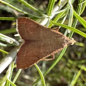 Endotricha ignealis at Hackett, ACT - 16 Jan 2023 05:55 PM