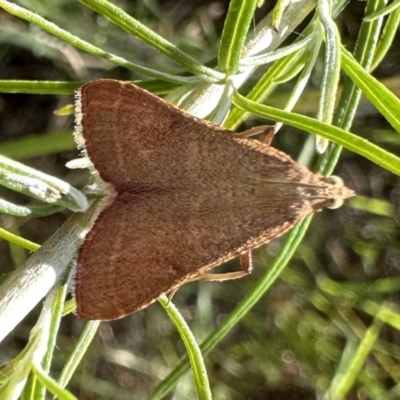 Endotricha ignealis (A Pyralid moth (Endotrichinae)) at Mount Ainslie - 16 Jan 2023 by Pirom