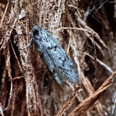 Palimmeces (genus) (a Philobota Group moth) at Ainslie, ACT - 15 Jan 2023 by Pirom