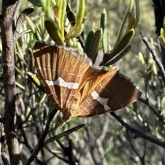 Chrysolarentia leucozona (White-zoned Carpet) at Kosciuszko National Park - 9 Jan 2023 by Pirom