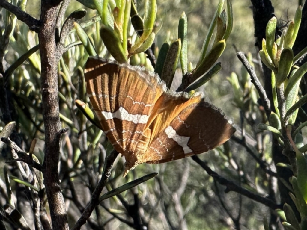Chrysolarentia leucozona at Jagungal Wilderness, NSW - 10 Jan 2023