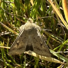 Helicoverpa punctigera (Native Budworm) at Jagungal Wilderness, NSW - 10 Jan 2023 by Pirom