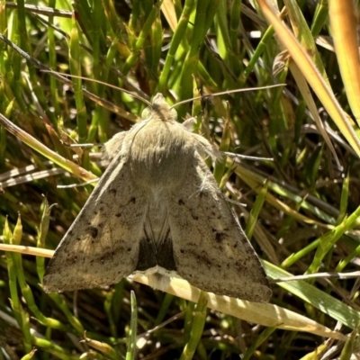 Helicoverpa punctigera (Native Budworm) at Kosciuszko National Park - 10 Jan 2023 by Pirom