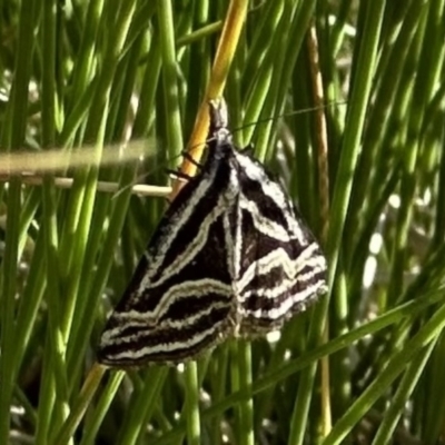 Dichromodes confluaria (Ceremonial Heath Moth) at Kosciuszko National Park - 9 Jan 2023 by Pirom