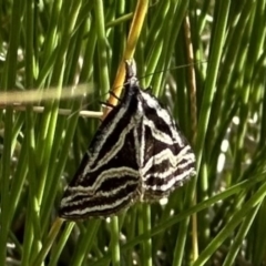 Dichromodes confluaria (Ceremonial Heath Moth) at Jagungal Wilderness, NSW - 9 Jan 2023 by Pirom