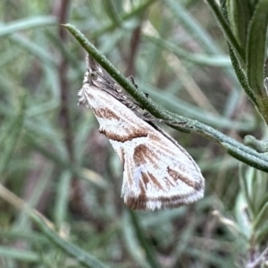 Heliocosma melanotypa at Jagungal Wilderness, NSW - 9 Jan 2023