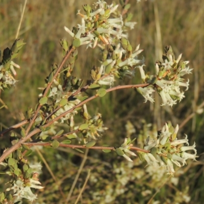 Brachyloma daphnoides (Daphne Heath) at Theodore, ACT - 15 Oct 2022 by michaelb