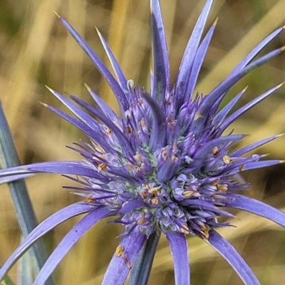 Eryngium ovinum (Blue Devil) at Budjan Galindji (Franklin Grassland) Reserve - 17 Jan 2023 by trevorpreston