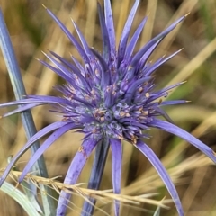 Eryngium ovinum at Harrison, ACT - 18 Jan 2023