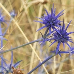 Eryngium ovinum at Harrison, ACT - 18 Jan 2023