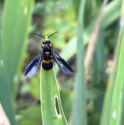 Pterygophorus cinctus (Bottlebrush sawfly) at Gordon, ACT - 7 Jan 2023 by GG