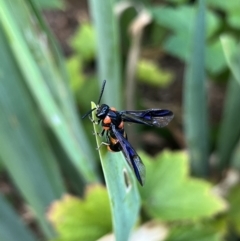 Pterygophorus cinctus at Gordon, ACT - 7 Jan 2023 07:05 PM