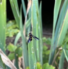 Pterygophorus cinctus at Gordon, ACT - 7 Jan 2023 07:05 PM