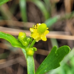 Ranunculus sceleratus subsp. sceleratus (Celery-leaved Buttercup, Celery Buttercup) at Harrison, ACT - 18 Jan 2023 by trevorpreston