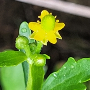 Ranunculus sceleratus subsp. sceleratus at Harrison, ACT - 18 Jan 2023