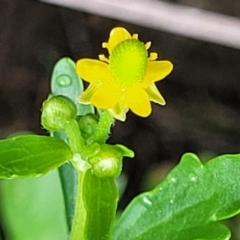 Ranunculus sceleratus subsp. sceleratus at Harrison, ACT - 18 Jan 2023