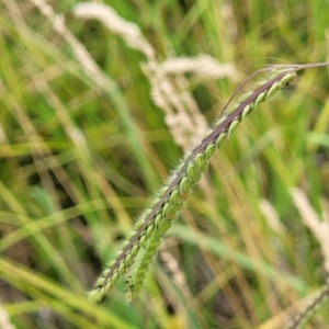 Paspalum dilatatum at Harrison, ACT - 18 Jan 2023