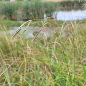 Paspalum dilatatum at Harrison, ACT - 18 Jan 2023