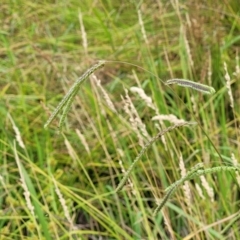 Paspalum dilatatum at Harrison, ACT - 18 Jan 2023