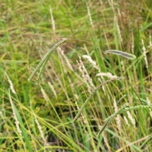 Paspalum dilatatum at Harrison, ACT - 18 Jan 2023