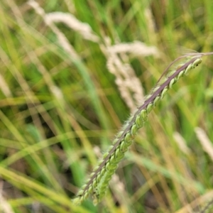 Paspalum dilatatum at Harrison, ACT - 18 Jan 2023