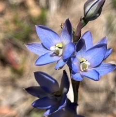 Thelymitra media (Tall Sun Orchid) at Cotter River, ACT - 27 Dec 2022 by GG