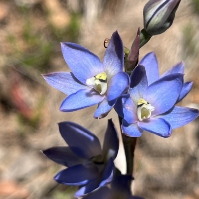 Thelymitra media (Tall Sun Orchid) at Cotter River, ACT - 27 Dec 2022 by GG