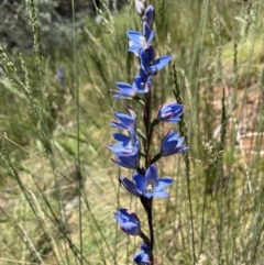 Thelymitra media at Cotter River, ACT - suppressed