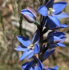 Thelymitra media at Cotter River, ACT - suppressed