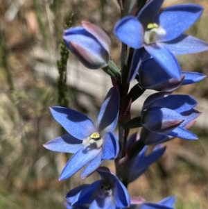 Thelymitra media at Cotter River, ACT - suppressed