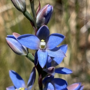 Thelymitra media at Cotter River, ACT - 27 Dec 2022