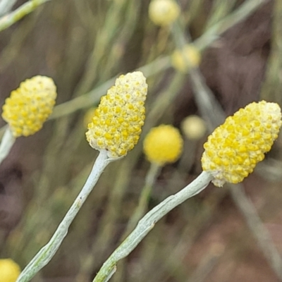 Calocephalus citreus (Lemon Beauty Heads) at Harrison, ACT - 18 Jan 2023 by trevorpreston