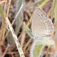 Zizina otis (Common Grass-Blue) at Harrison, ACT - 17 Jan 2023 by trevorpreston