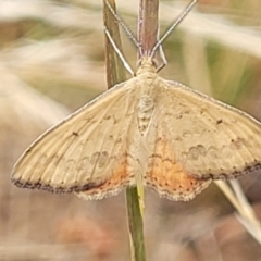 Scopula rubraria (Reddish Wave, Plantain Moth) at Harrison, ACT - 18 Jan 2023 by trevorpreston