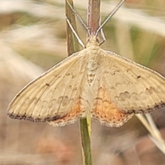 Scopula rubraria (Plantain Moth) at Harrison, ACT - 17 Jan 2023 by trevorpreston