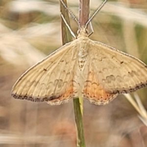 Scopula rubraria at Harrison, ACT - 18 Jan 2023