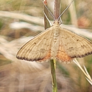 Scopula rubraria at Harrison, ACT - 18 Jan 2023