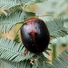 Dicranosterna immaculata (Acacia leaf beetle) at Franklin, ACT - 18 Jan 2023 by trevorpreston